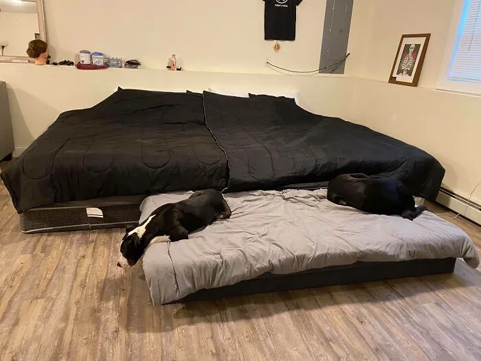 31 Dog Owners Show Off Some Of The Coolest Things They Did For Their Dogs In The “I Did It For My Dog” Challenge On Facebook