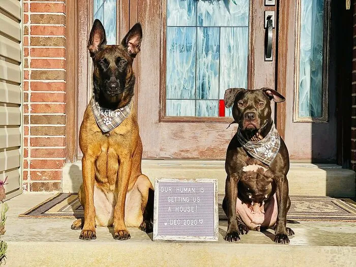 31 Dog Owners Show Off Some Of The Coolest Things They Did For Their Dogs In The “I Did It For My Dog” Challenge On Facebook