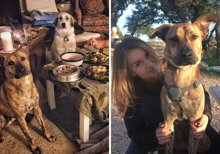 31 Dog Owners Show Off Some Of The Coolest Things They Did For Their Dogs In The “I Did It For My Dog” Challenge On Facebook