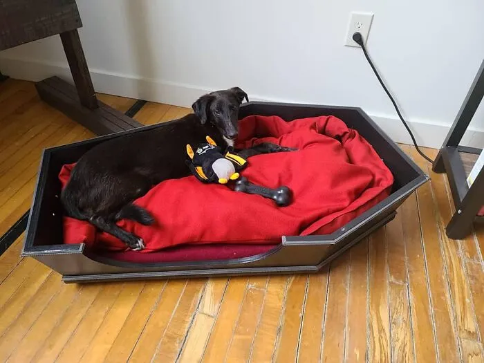 31 Dog Owners Show Off Some Of The Coolest Things They Did For Their Dogs In The “I Did It For My Dog” Challenge On Facebook
