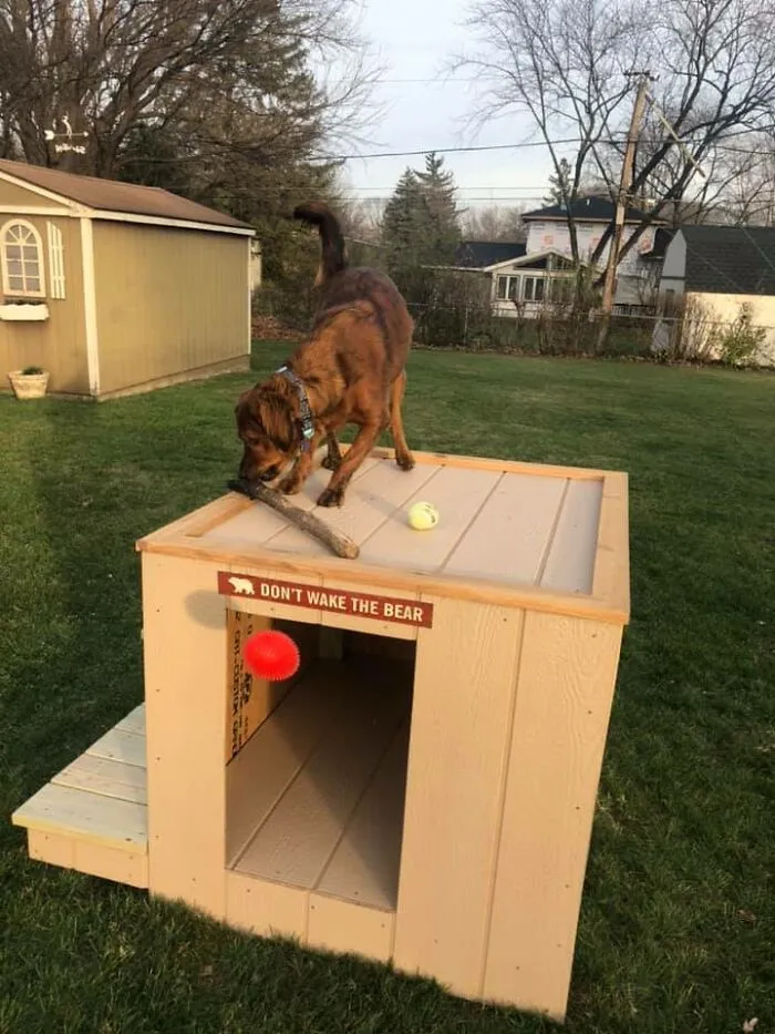 31 Dog Owners Show Off Some Of The Coolest Things They Did For Their Dogs In The “I Did It For My Dog” Challenge On Facebook