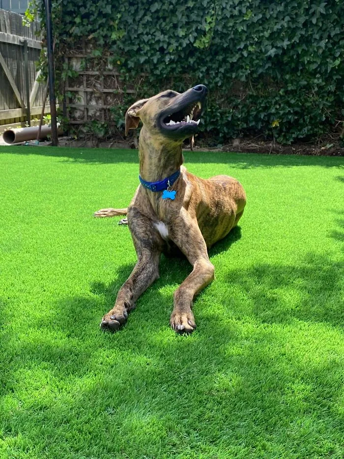 31 Dog Owners Show Off Some Of The Coolest Things They Did For Their Dogs In The “I Did It For My Dog” Challenge On Facebook