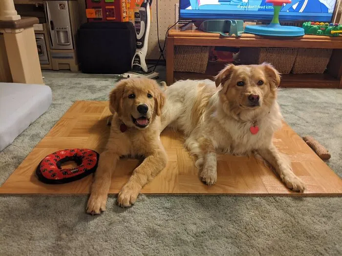 31 Dog Owners Show Off Some Of The Coolest Things They Did For Their Dogs In The “I Did It For My Dog” Challenge On Facebook