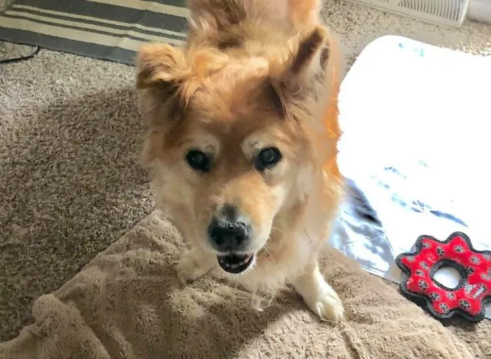 31 Dog Owners Show Off Some Of The Coolest Things They Did For Their Dogs In The “I Did It For My Dog” Challenge On Facebook