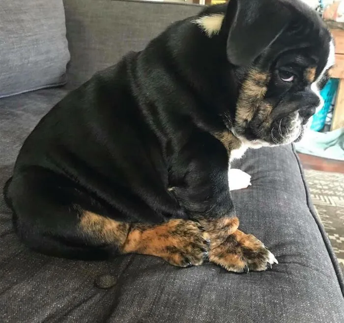 People Are Sharing Pics Of Their Dogs Giving The Most Disapproving Looks For The #DisapprovingDogChallenge, And It's Hilarious (30 Pics)