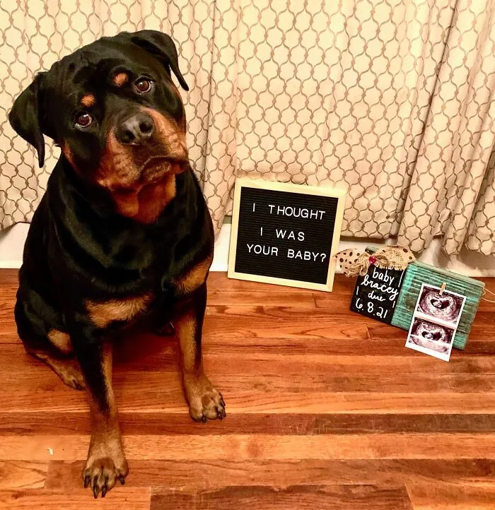 People Are Sharing Pics Of Their Dogs Giving The Most Disapproving Looks For The #DisapprovingDogChallenge, And It's Hilarious (30 Pics)