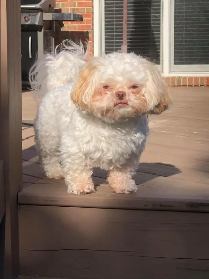 People Are Sharing Pics Of Their Dogs Giving The Most Disapproving Looks For The #DisapprovingDogChallenge, And It's Hilarious (30 Pics)