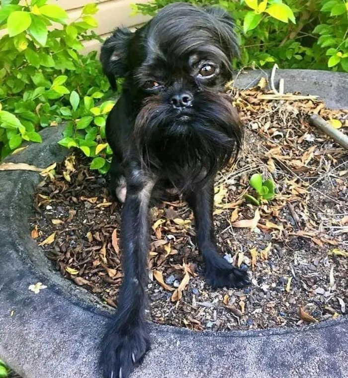 People Are Sharing Pics Of Their Dogs Giving The Most Disapproving Looks For The #DisapprovingDogChallenge, And It's Hilarious (30 Pics)