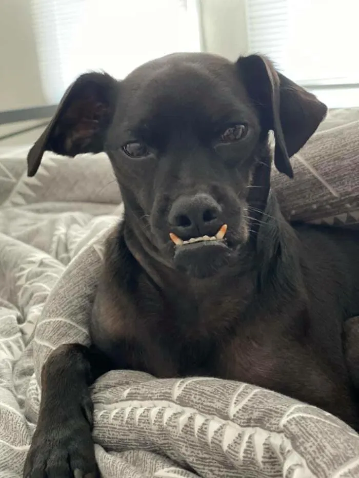 People Are Sharing Pics Of Their Dogs Giving The Most Disapproving Looks For The #DisapprovingDogChallenge, And It's Hilarious (30 Pics)