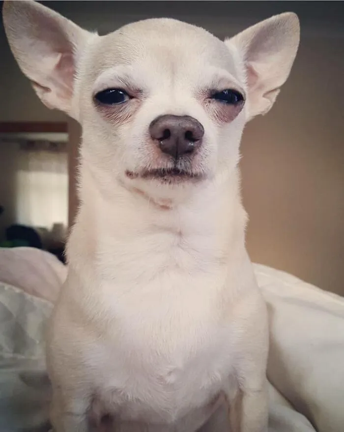 People Are Sharing Pics Of Their Dogs Giving The Most Disapproving Looks For The #DisapprovingDogChallenge, And It's Hilarious (30 Pics)