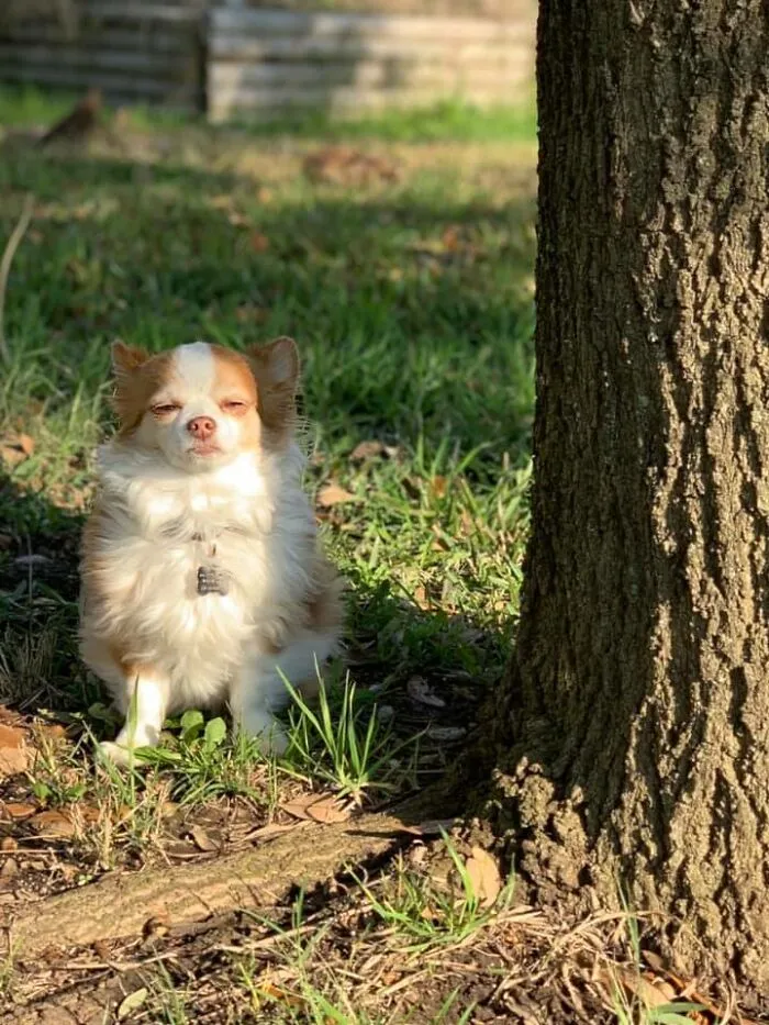 People Are Sharing Pics Of Their Dogs Giving The Most Disapproving Looks For The #DisapprovingDogChallenge, And It's Hilarious (30 Pics)