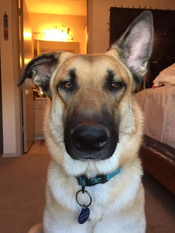 People Are Sharing Pics Of Their Dogs Giving The Most Disapproving Looks For The #DisapprovingDogChallenge, And It's Hilarious (30 Pics)