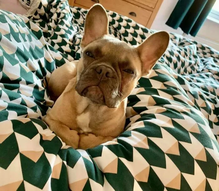 People Are Sharing Pics Of Their Dogs Giving The Most Disapproving Looks For The #DisapprovingDogChallenge, And It's Hilarious (30 Pics)