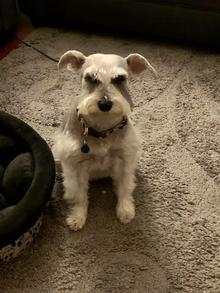 People Are Sharing Pics Of Their Dogs Giving The Most Disapproving Looks For The #DisapprovingDogChallenge, And It's Hilarious (30 Pics)
