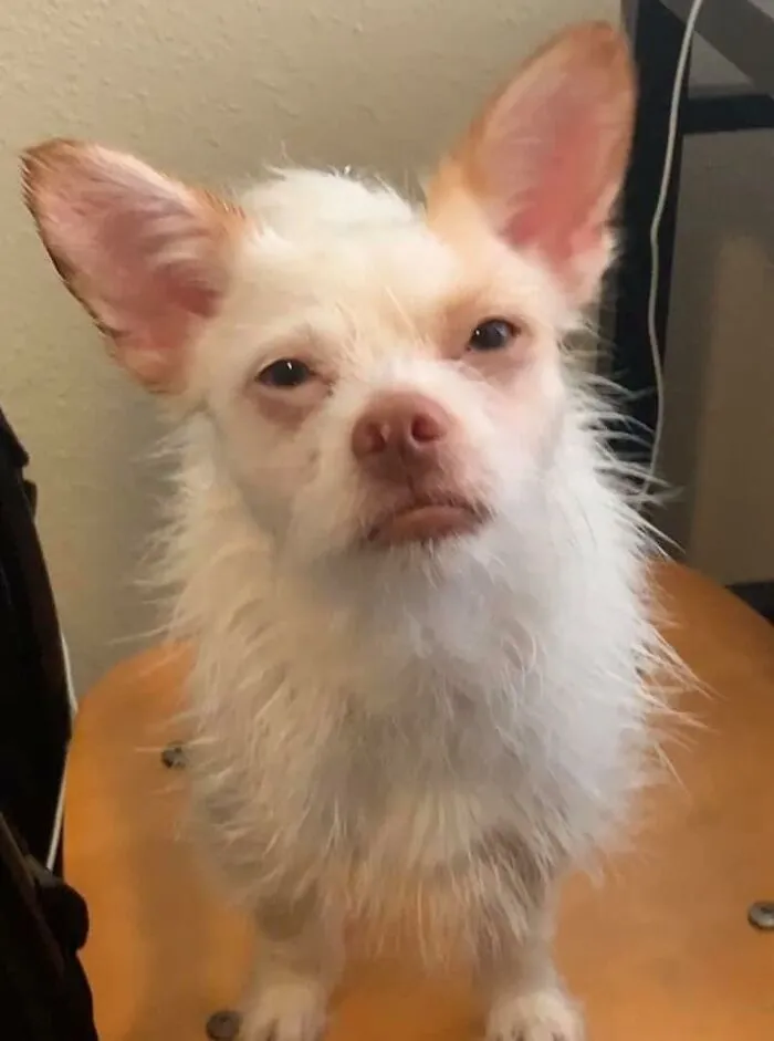 People Are Sharing Pics Of Their Dogs Giving The Most Disapproving Looks For The #DisapprovingDogChallenge, And It's Hilarious (30 Pics)