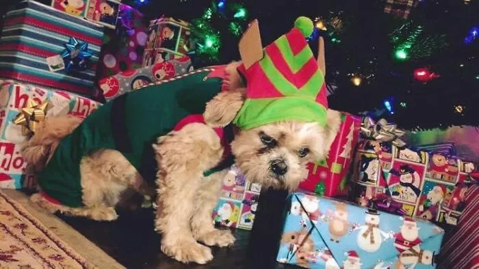 People Are Sharing Pics Of Their Dogs Giving The Most Disapproving Looks For The #DisapprovingDogChallenge, And It's Hilarious (30 Pics)