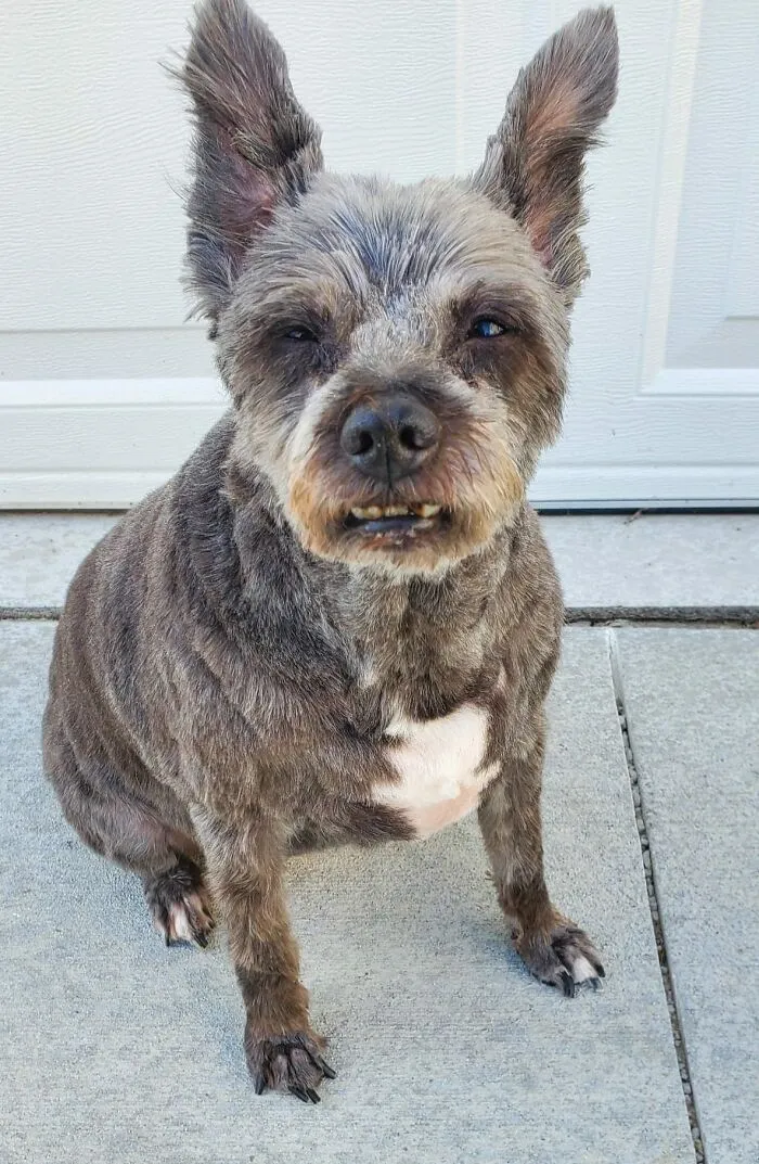 People Are Sharing Pics Of Their Dogs Giving The Most Disapproving Looks For The #DisapprovingDogChallenge, And It's Hilarious (30 Pics)