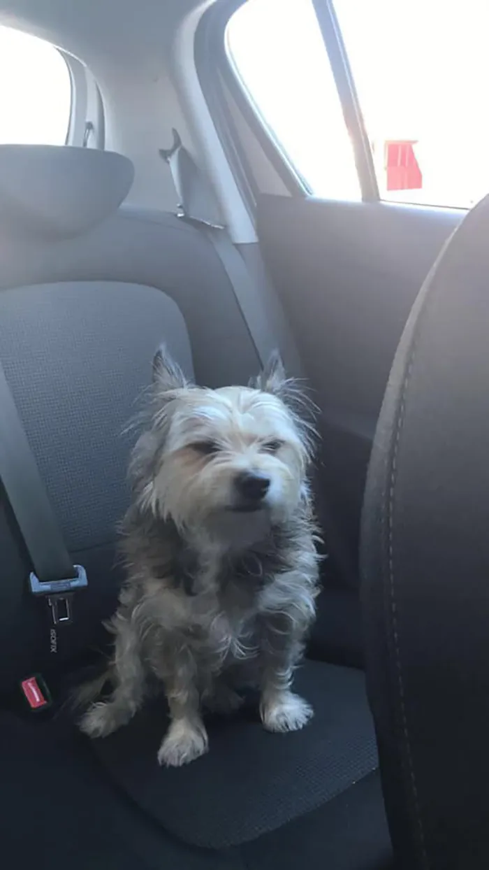 People Are Sharing Pics Of Their Dogs Giving The Most Disapproving Looks For The #DisapprovingDogChallenge, And It's Hilarious (30 Pics)