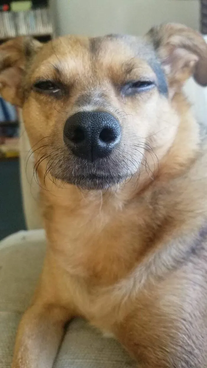 People Are Sharing Pics Of Their Dogs Giving The Most Disapproving Looks For The #DisapprovingDogChallenge, And It's Hilarious (30 Pics)