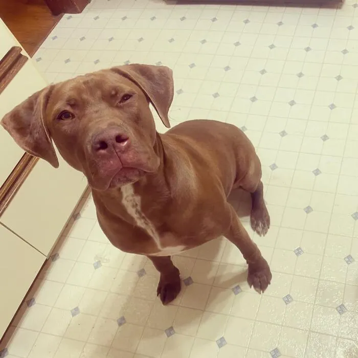 People Are Sharing Pics Of Their Dogs Giving The Most Disapproving Looks For The #DisapprovingDogChallenge, And It's Hilarious (30 Pics)