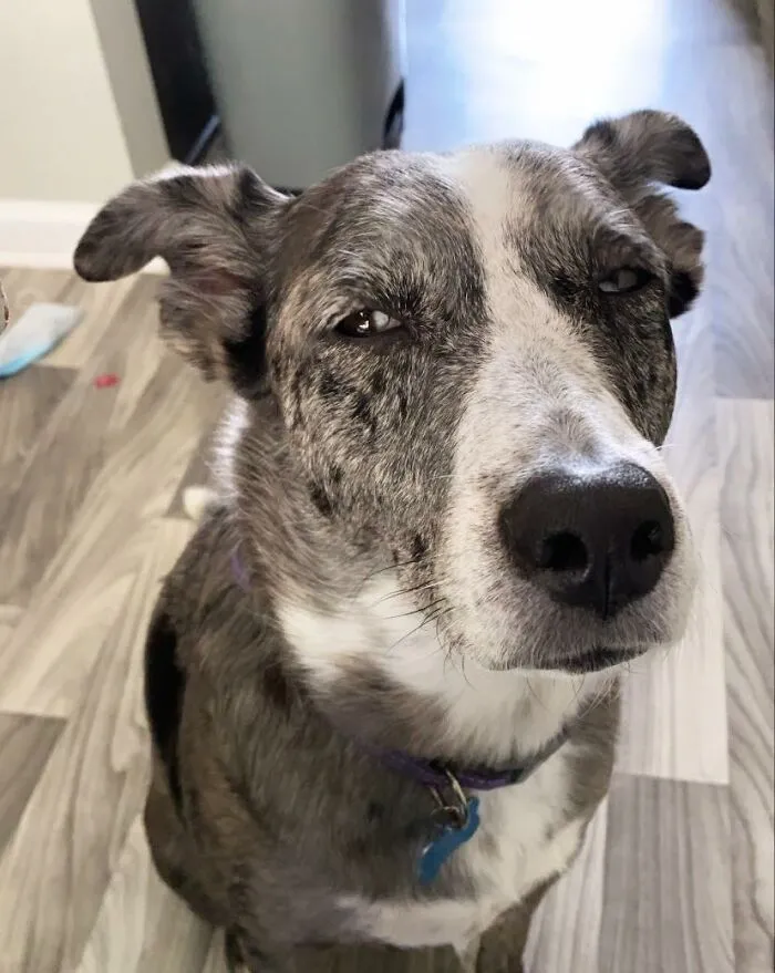People Are Sharing Pics Of Their Dogs Giving The Most Disapproving Looks For The #DisapprovingDogChallenge, And It's Hilarious (30 Pics)