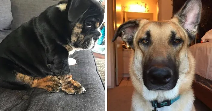 People Are Sharing Pics Of Their Dogs Giving The Most Disapproving Looks For The #DisapprovingDogChallenge, And It's Hilarious (30 Pics)