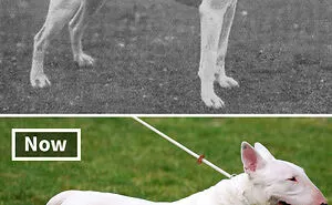 The Effect Of Selective Breeding: Dog Breeds Today Vs 100 Years Ago