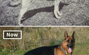 The Effect Of Selective Breeding: Dog Breeds Today Vs 100 Years Ago