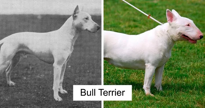 18 Fotos que muestran razas de perros hoy en día y hace 100 años
