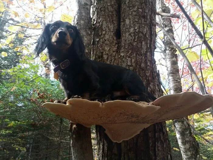 Dogs Standing On Mushrooms Is The Internet's New Favorite Thing (26 Pics)