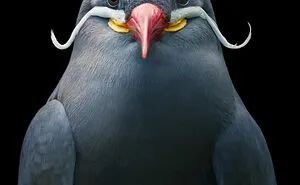 25 Portraits Of Rare And Endangered Birds That Look Simply Stunning