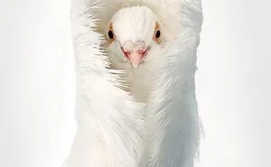 25 Portraits Of Rare And Endangered Birds That Look Simply Stunning