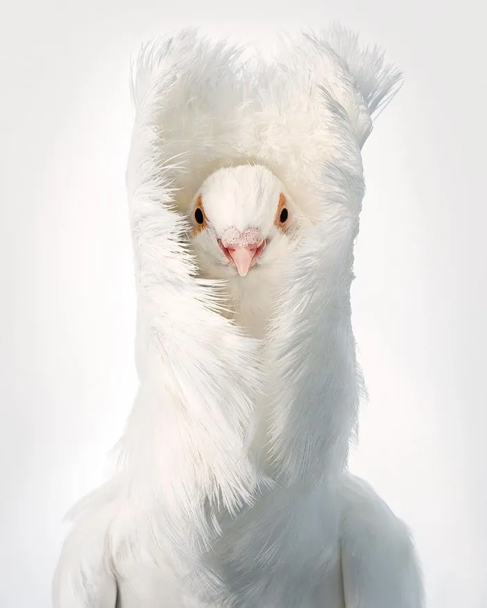 Jacobin Pigeon