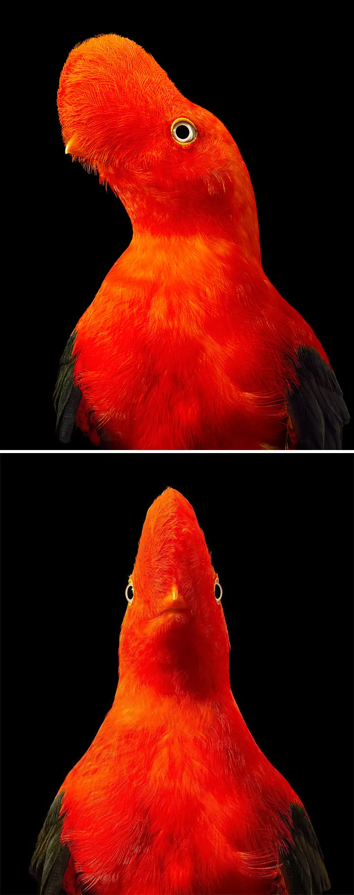 Andean Cock Of The Rock