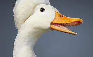 25 Portraits Of Rare And Endangered Birds That Look Simply Stunning