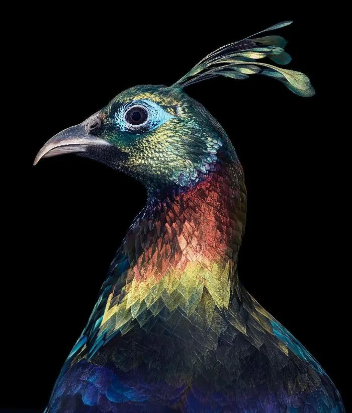 The Himalayan Monal