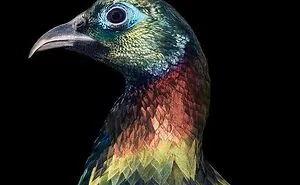 25 Portraits Of Rare And Endangered Birds That Look Simply Stunning