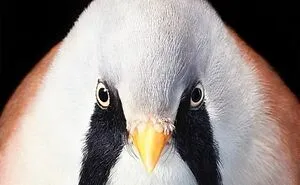 25 Portraits Of Rare And Endangered Birds That Look Simply Stunning