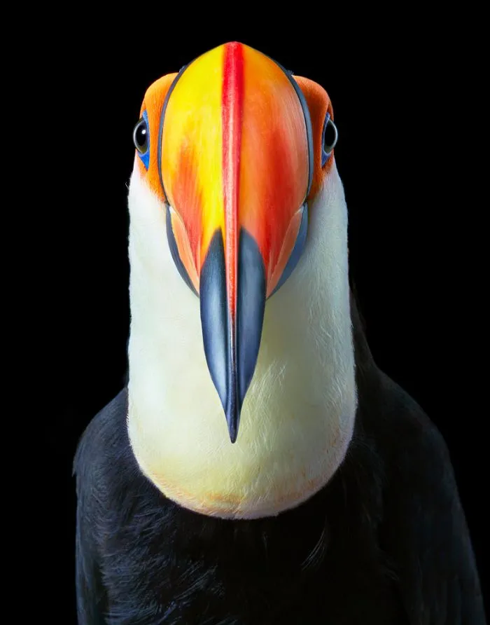 The Toco Toucan