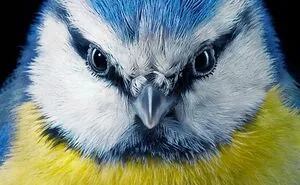 25 Portraits Of Rare And Endangered Birds That Look Simply Stunning