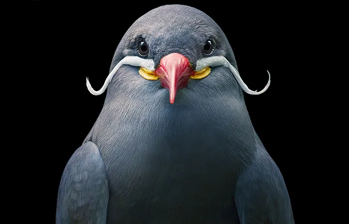 25 Portraits Of Rare And Endangered Birds That Look Simply Stunning