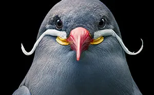 25 Portraits Of Rare And Endangered Birds That Look Simply Stunning