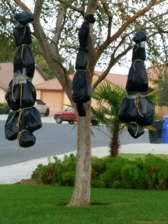 Body Bags  Hanging From A Tree