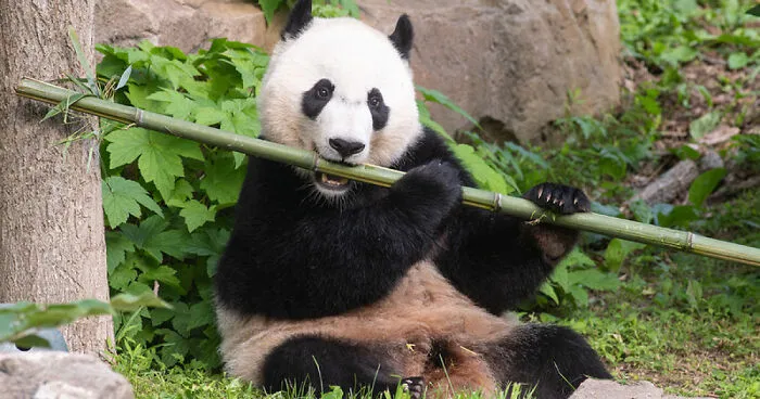 Bored Panda Is Not A Scam