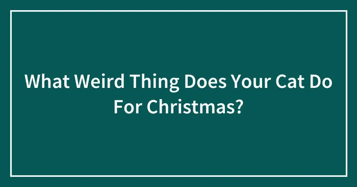 What Weird Thing Does Your Cat Do For Christmas? (Closed)