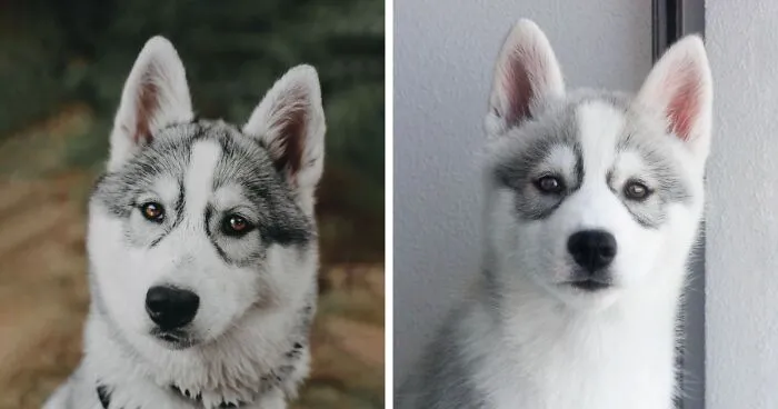 Meet My Dog Tsuki, The Siberian Husky With Goggles!