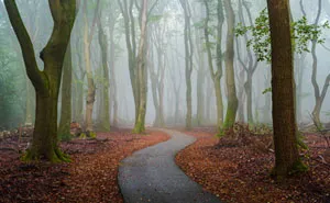 I Photographed Foggy Forest Roads And Paths In The Netherlands During Each Season (30 Pics)