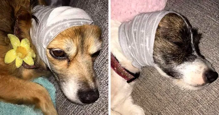 Here's A Quick Life Hack To Calm Stressed Pets During Fireworks Using Just A Pair Of Socks