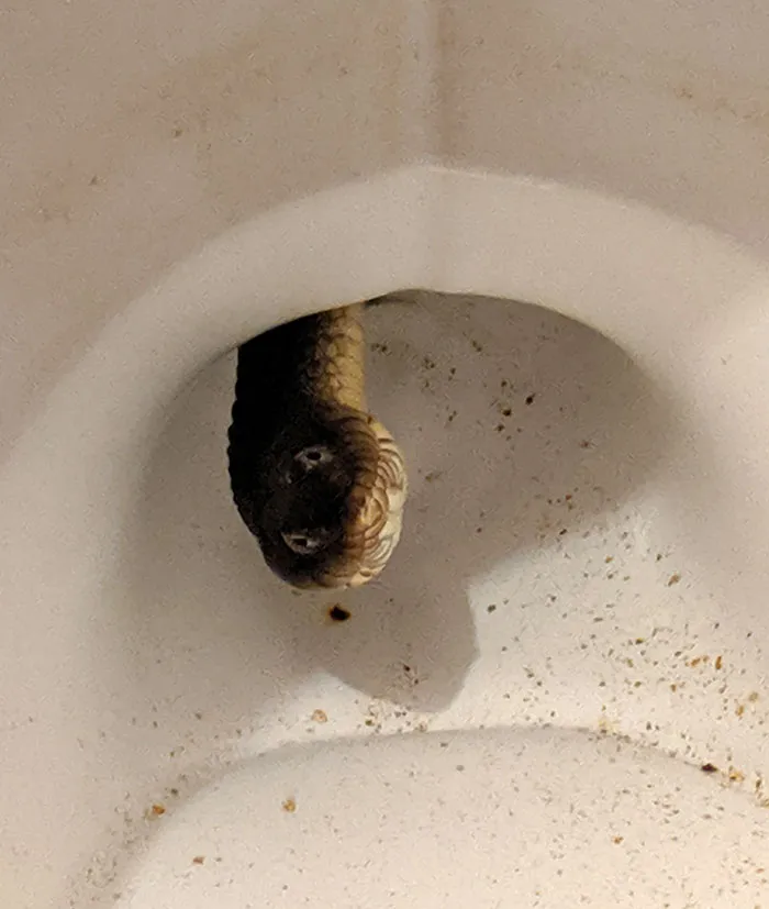 Well There Is A Water Snake Living In My Toilet Somehow