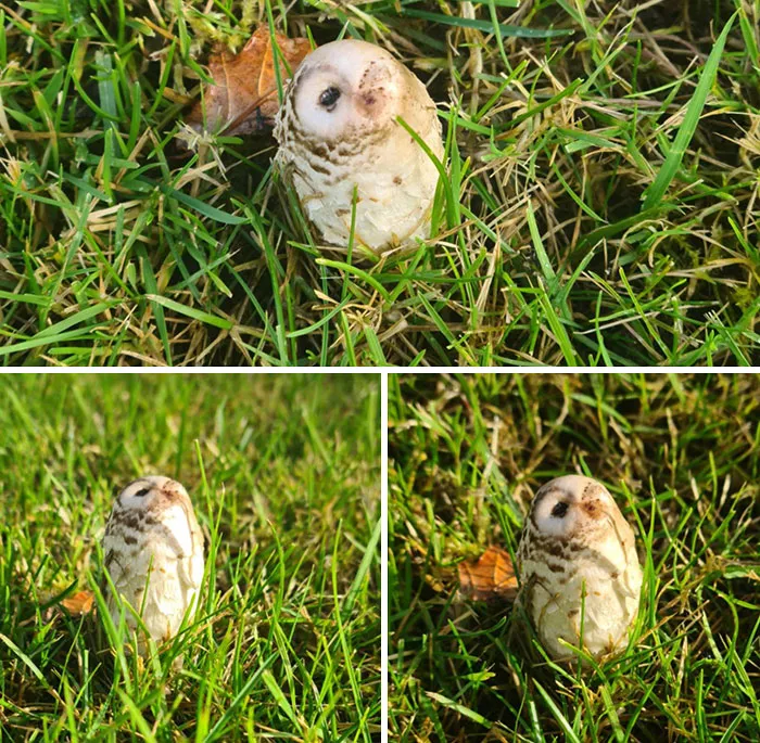 I Found A Mushroom That Looks Like A Little Owl